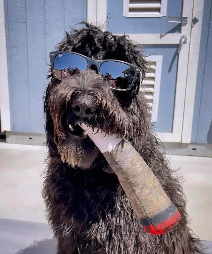 PawDoobie™ - Funny Dog Toys